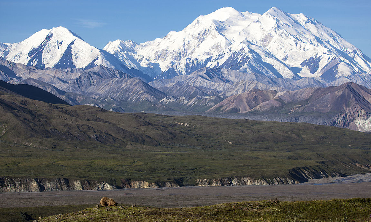 Thanks, Image Source: https://commons.wikimedia.org/wiki/File:Bear_Digging_and_Denali_(11330360484).jpg