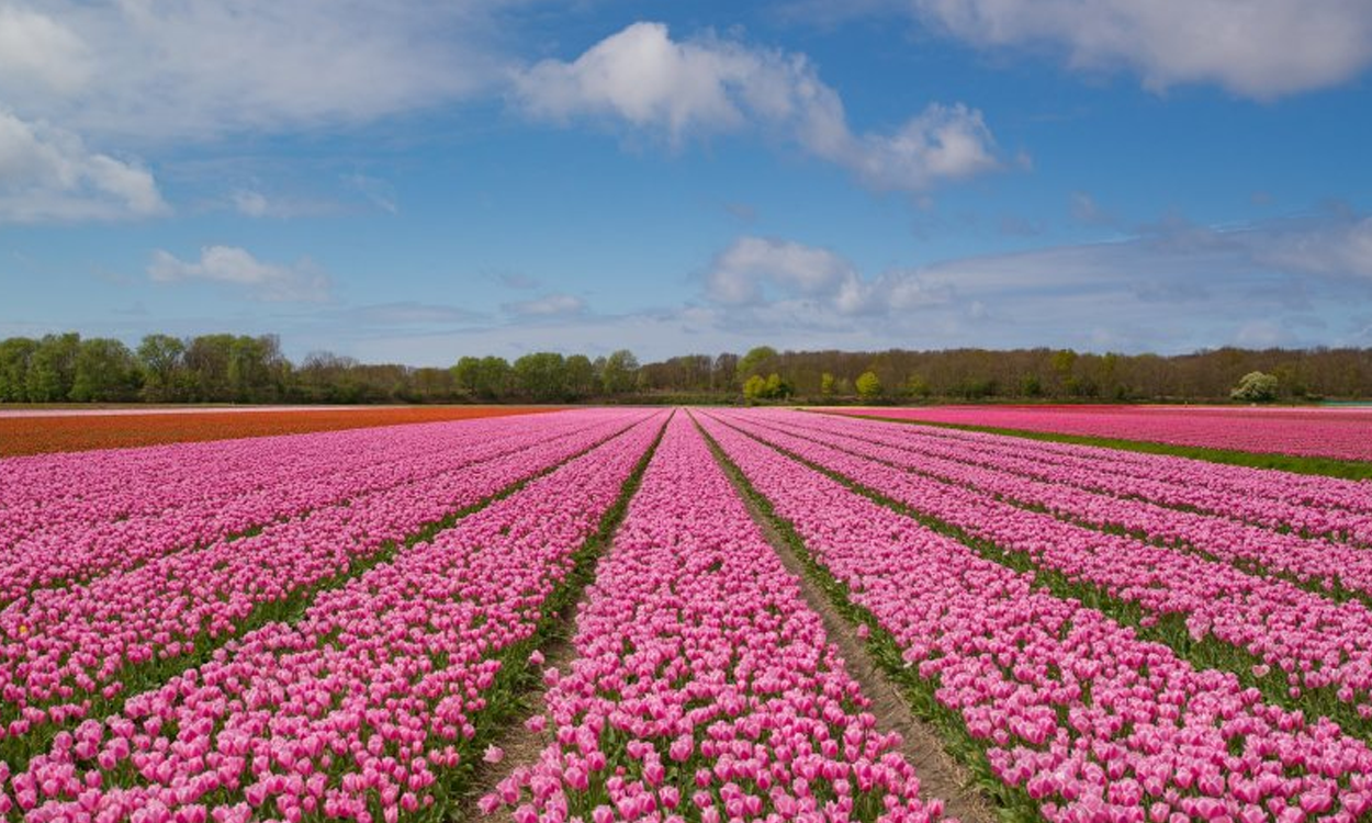 Thanks, Image Source: https://www.holland.com/global/tourism/travel-inspiration/traditional/tulip-season-in-holland.htm#:~:text=Where%20are%20the%20tulip%20fields,to%20enjoy%20these%20beautiful%20flowers.