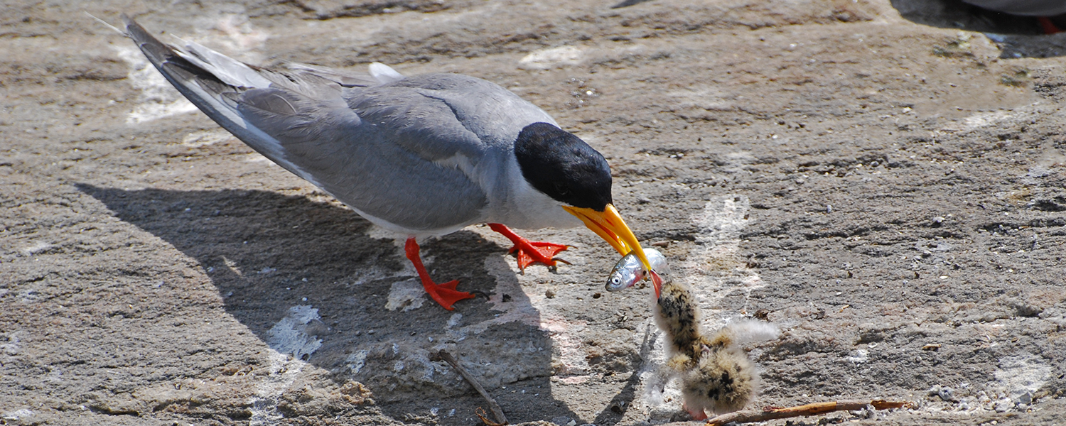 Caring. Ranganathittu Bird Sanctuary, India