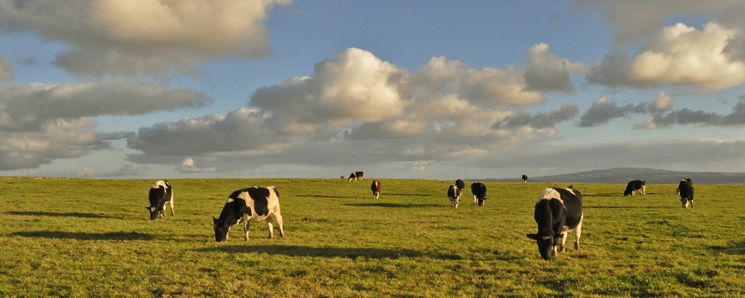 A cattle field in Ireland