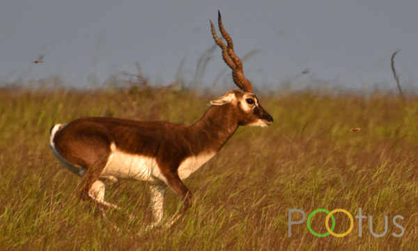 Blackbuck (Indian antelope)