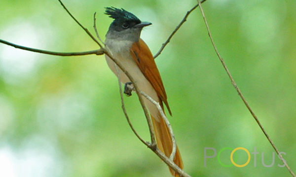 Indian paradise flycatcher (Female)