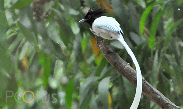 Indian paradise flycatcher (Adult male)