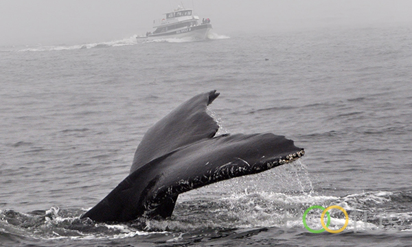 Blue Whale at Costal California
