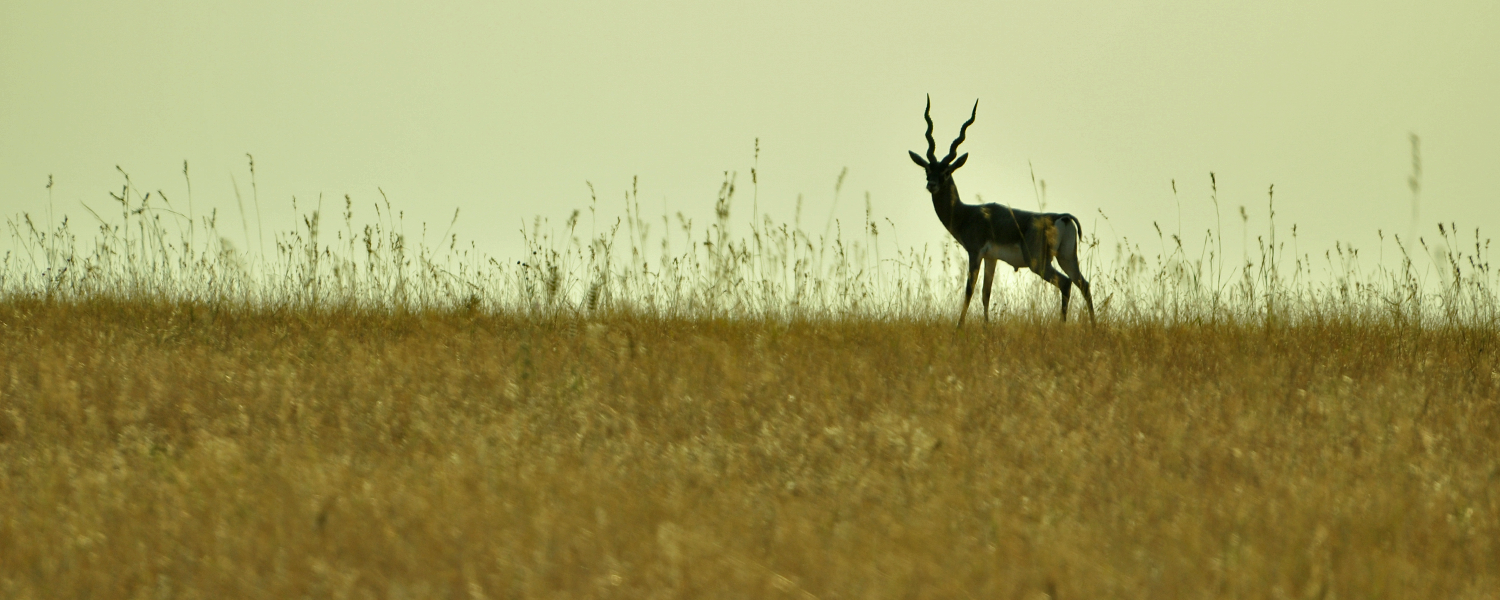 Jayamangali Blackbuck Reserve, India