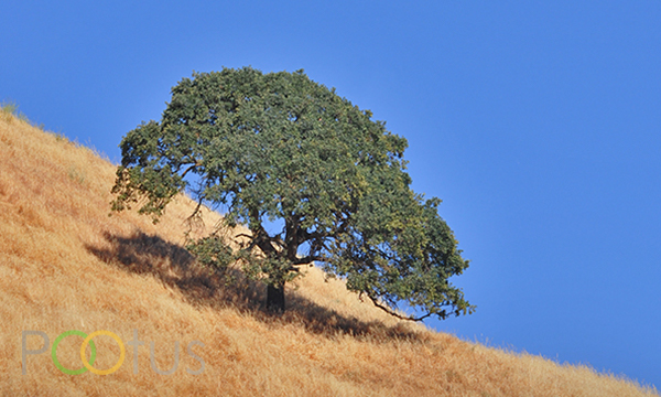 Walnut creek, California, USA