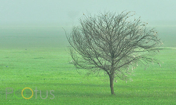 A foggy morning at Hoskote lake, Bangalore Rural, India