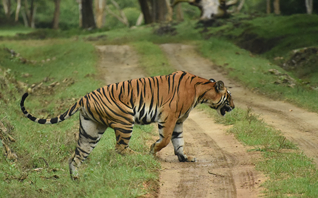 Forest & Sanctuaries