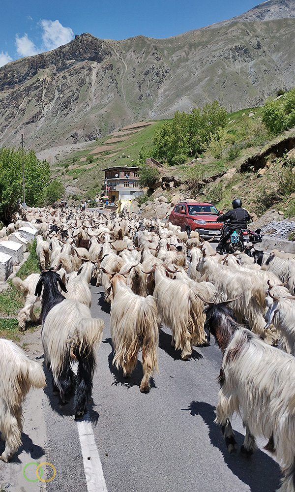 Himalayan traffic - The Gaddi goats are frequently seen on roads 