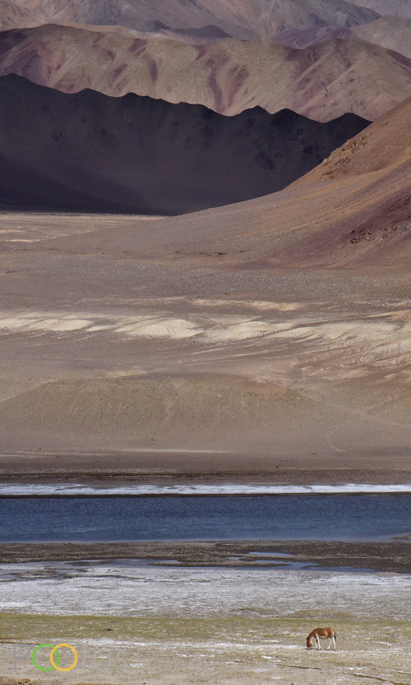 Tibetan Wild Ass on Tso Kar salt lake 