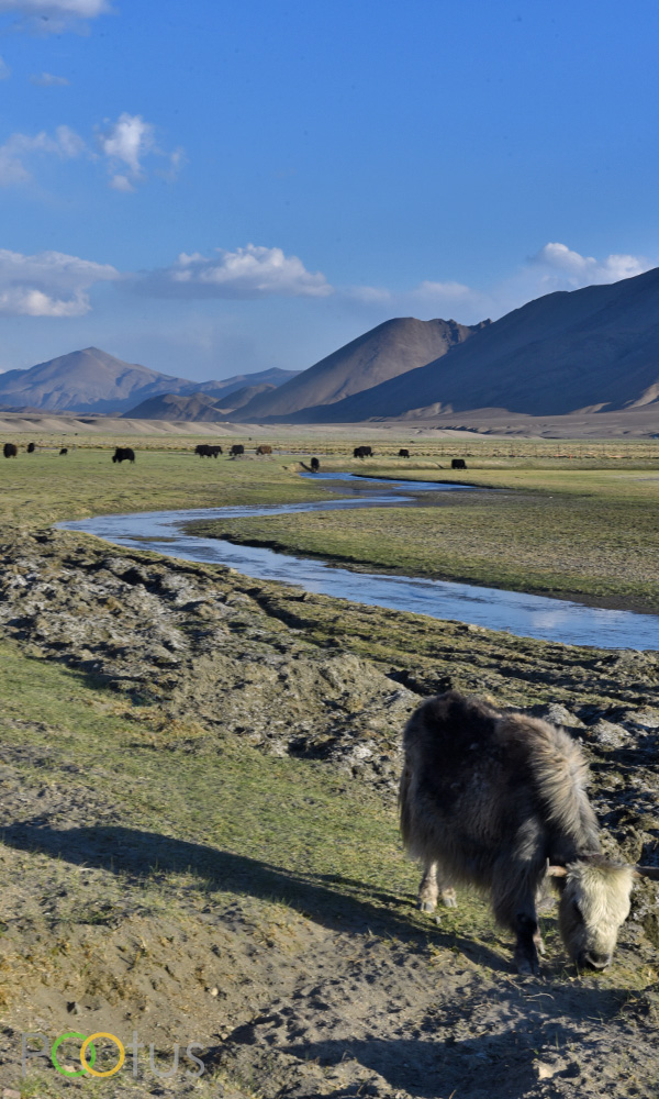 Himalayan Yak