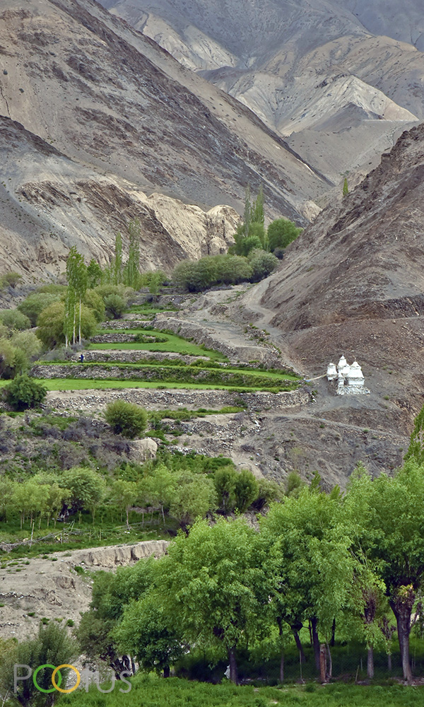 Rare seen some greenery in barrel of himalaya high peaks