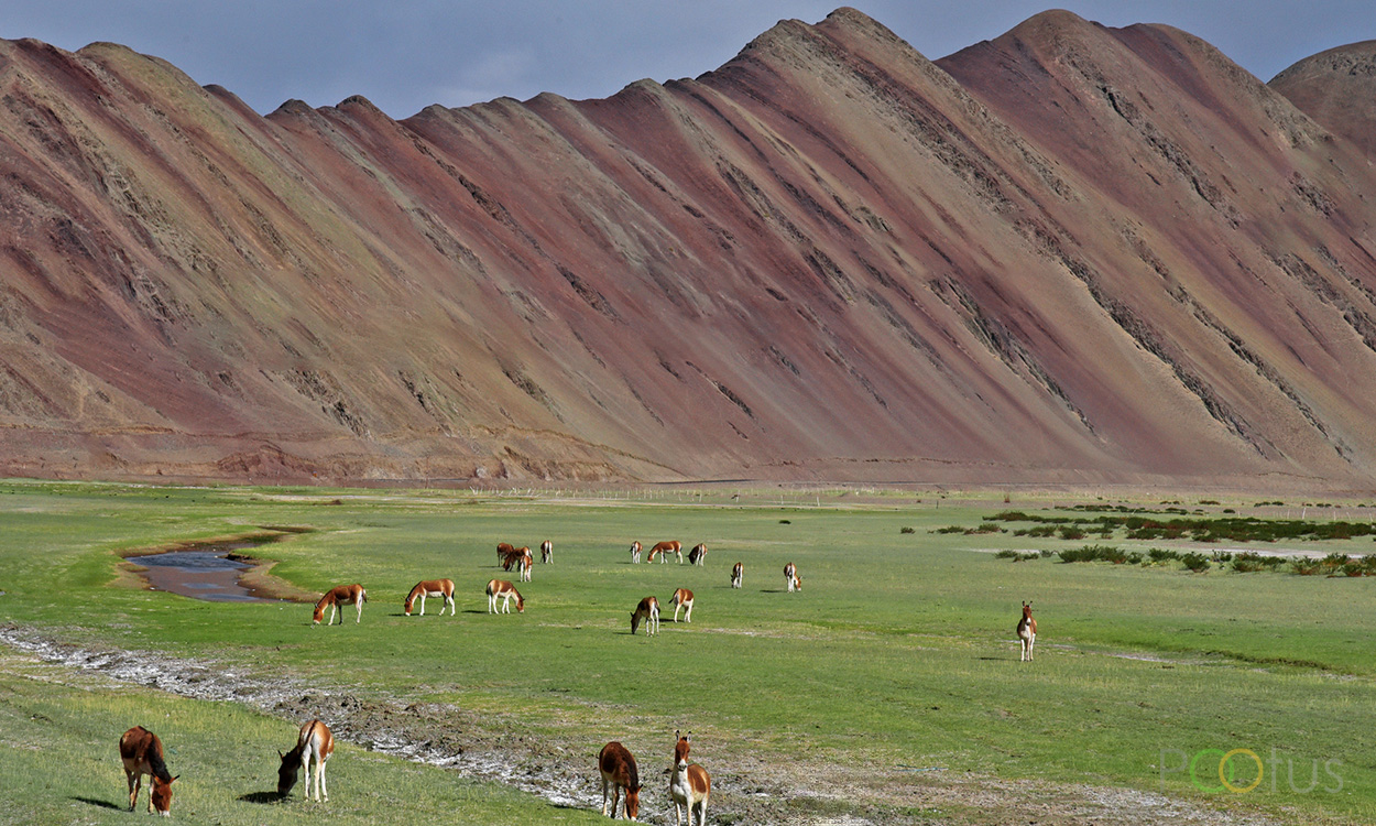  Tibetan Wild Ass at Nyoma
