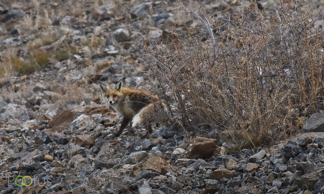 Red fox, on the way to Spiti 
