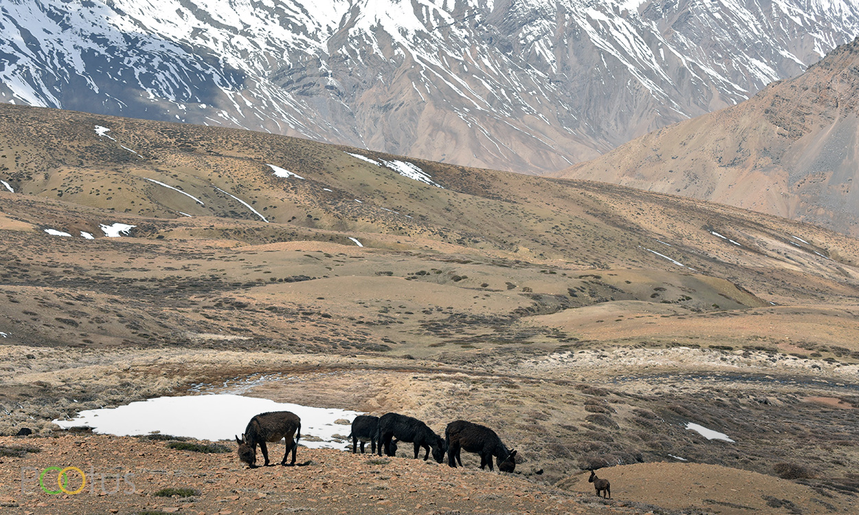 Wild donkey on high altiture Himalayan mountain 