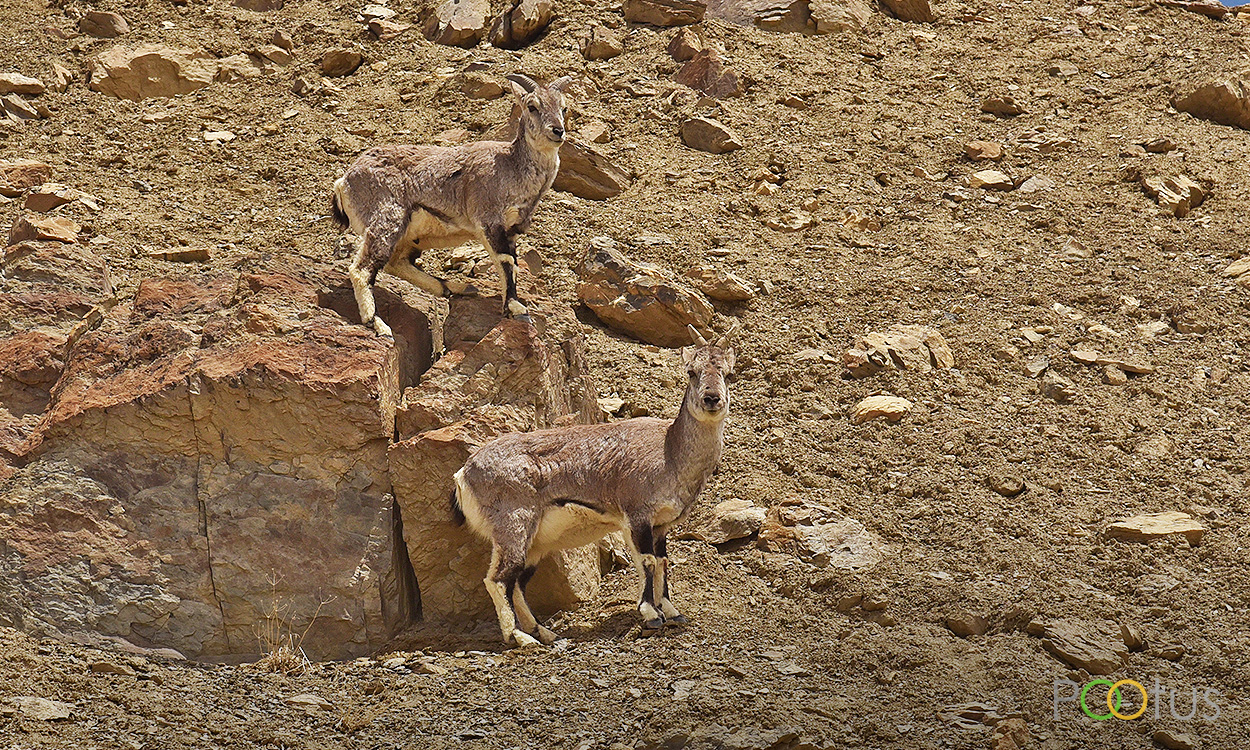 Himalayan blue sheep, also known as bharals