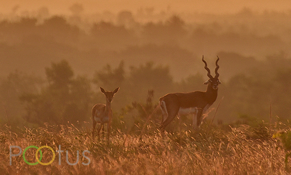 Blackbuck (Indian antelope)