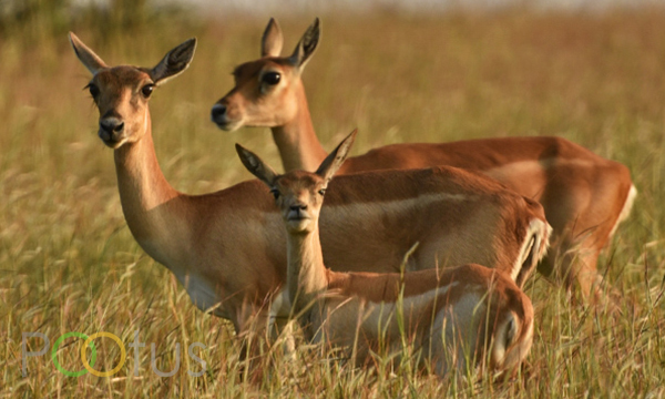 Blackbuck (Indian antelope)