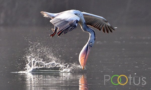 Spot-billed pelican