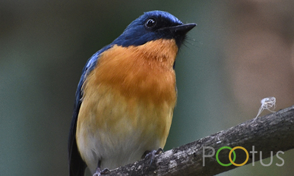 Tickell's blue flycatcher