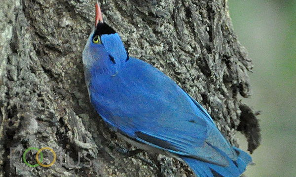 Velvet-fronted nuthatch