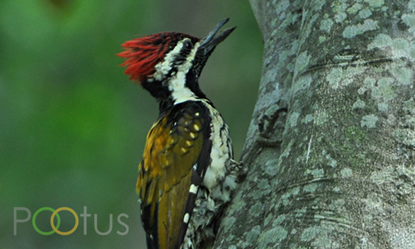 Lesser golden-backed woodpecker