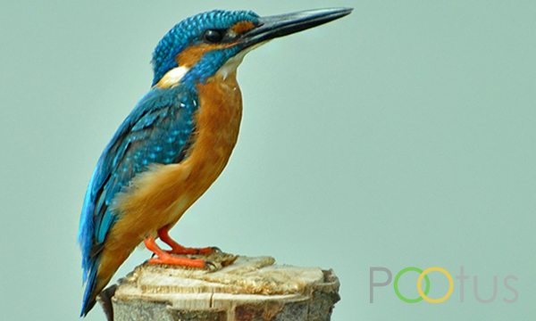 Small blue kingfisher