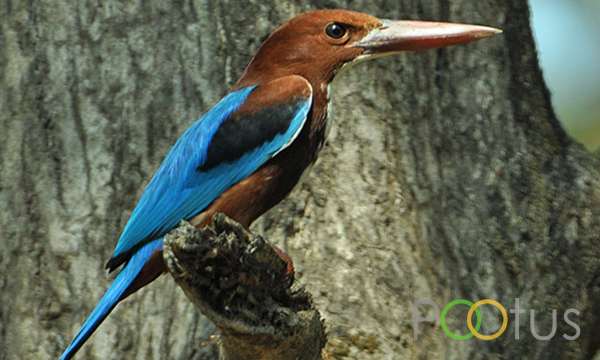 White breasted kingfisher