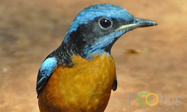Blue headed rock thrush
