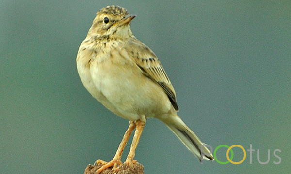 Indian bush lark