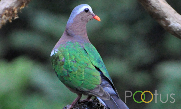 Asian emerald dove