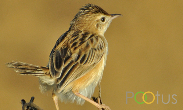 Streaked fantail warbler