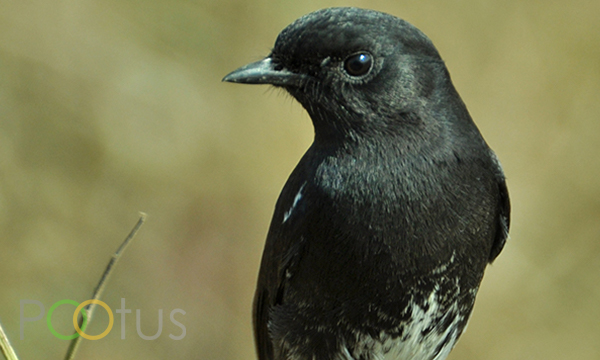 Pied bush chat
