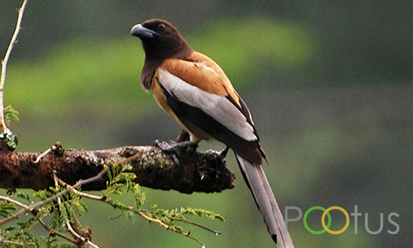 Indian treepie