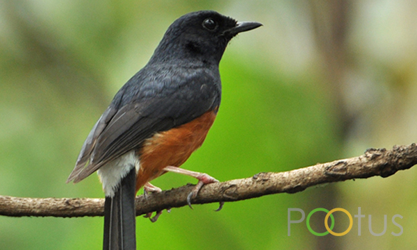 White rumped shama