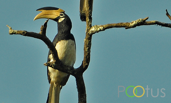 Oriental pied hornbill